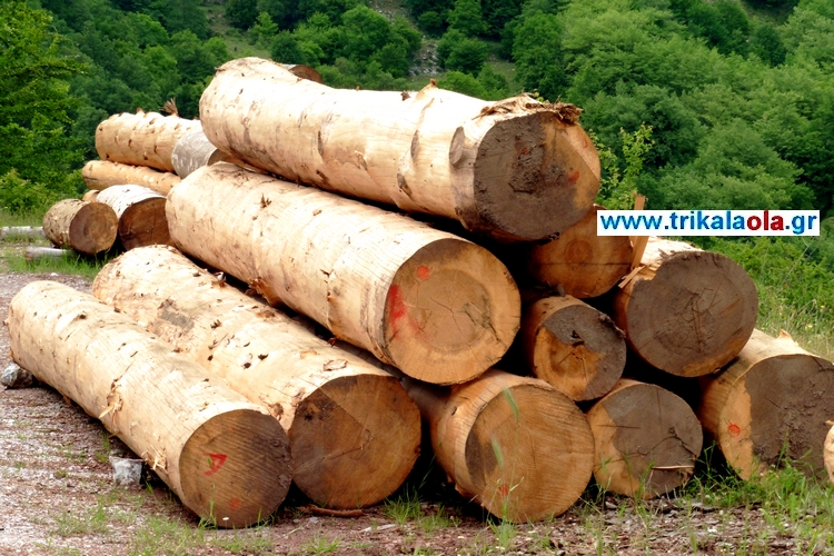 δασαρχείο εμπορία επεξεργασία ξύλου