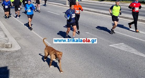 Τρίκαλα: Σκύλος μαραθωνοδρόμος – Έτρεξε 21 χλμ. από την Καλαμπάκα στα Τρίκαλα [εικόνες – βίντεο] - ΕΛΛΑΔΑ